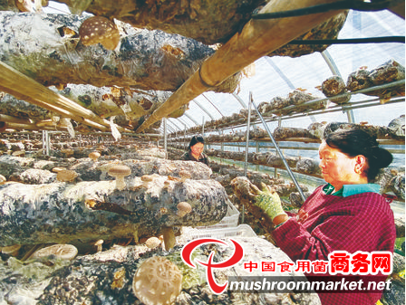 甘肃华池县：将高原香菇品牌推向国际食用菌市场