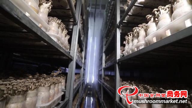 江苏泗阳县：食用菌已逐渐发展成为富民产业