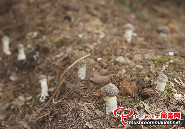 貴州貴定縣：優化產業結構 增加赤松茸種植面積