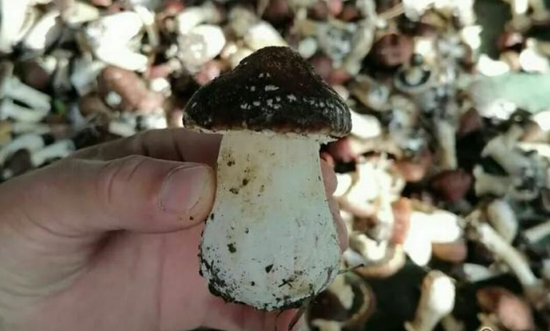 黑龍江哈爾濱：赤松茸迎豐收 菇農喜提脫貧致富“金鑰匙”