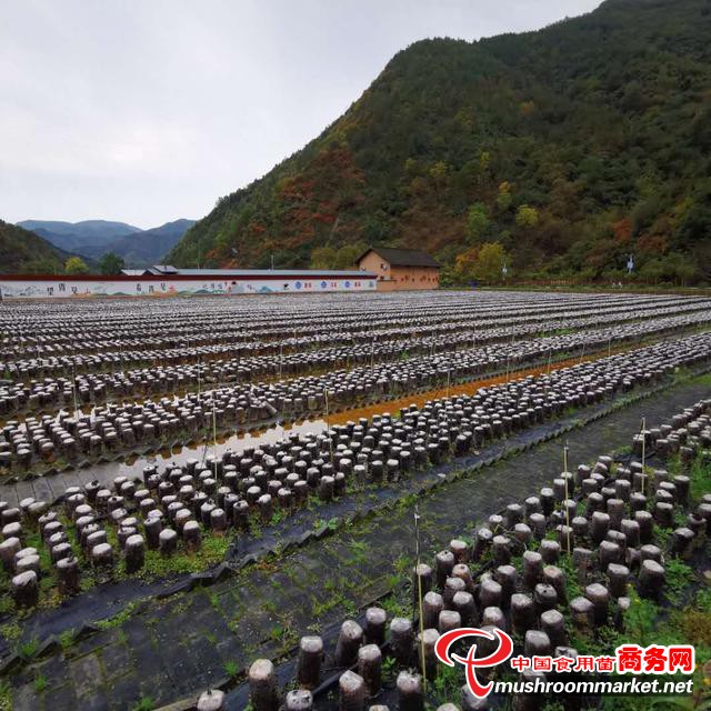 陕西柞水县金米村电商平台木耳销售额突破2300万