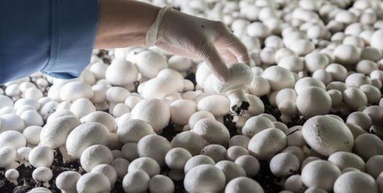 瑞士：国产食用菌需求呈上升趋势