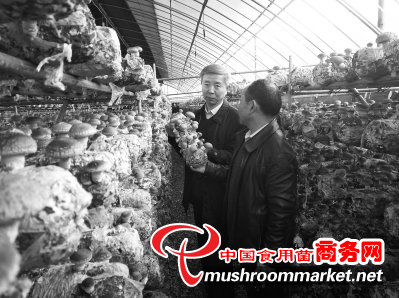 “高质量”平菇工厂化时代的开拓人——记河南省食用菌协会秘书长康源春