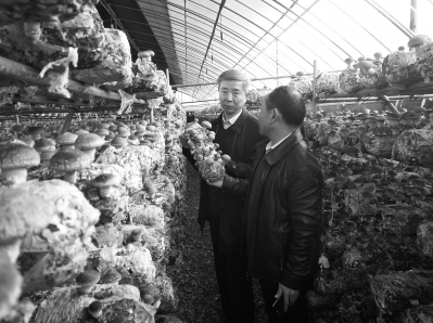 “高質量”平菇工廠化時代的開拓人——記河南省食用菌協會秘書長康源春