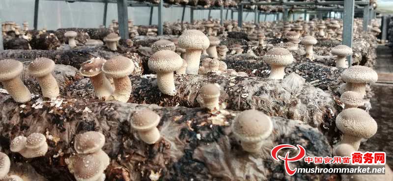 陕西商洛市：把香菇产业做大做强