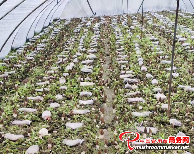 四川自贡市：即将发展起200亩羊肚菌 看到致富新希望