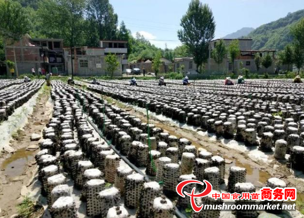 甘肃康县：形成产销供一体化木耳产业链条