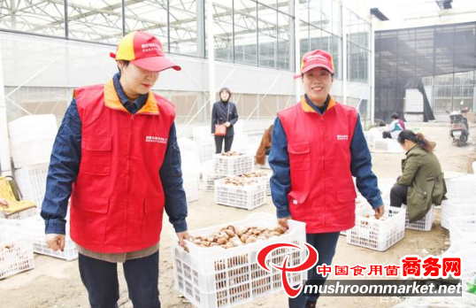 河南淅川县：为解决香菇供电问题 投入百万资金升级电网