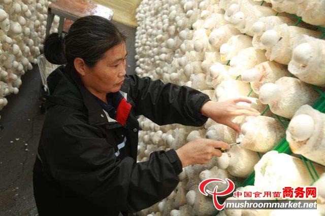 河北行唐县：科技助力 小蘑菇撑起富民大产业
