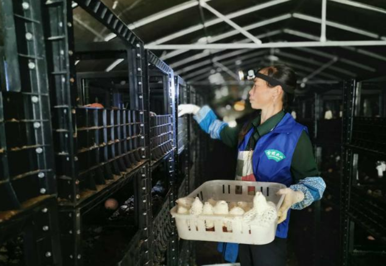 貴州畢節市：小小食用菌為菇農脫貧奔康系上“安全帶”
