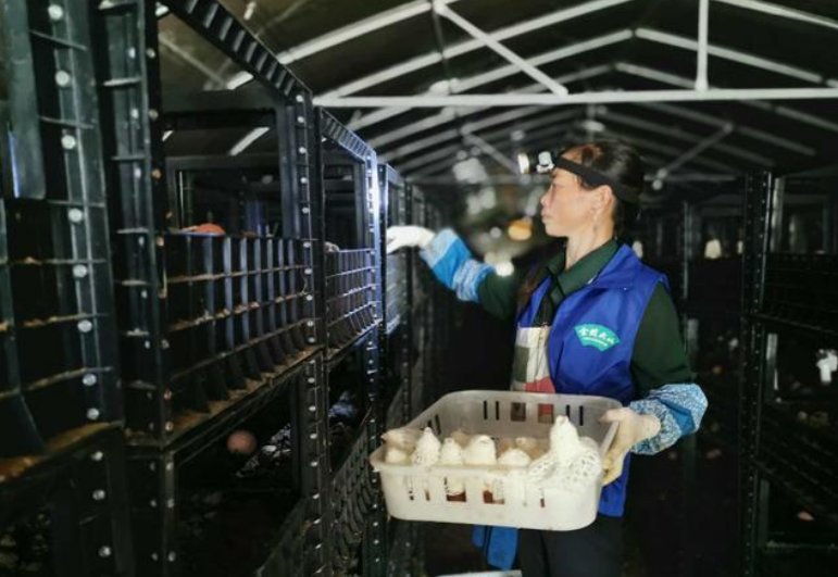 贵州毕节市：小小食用菌为菇农脱贫奔康系上“安全带”