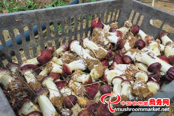 贵州六盘水：红豆杉下菌菇鲜 助农撑起“致富伞”