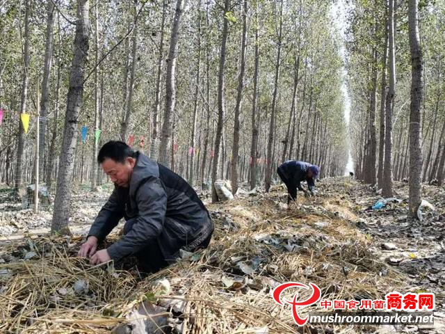 山东高青县：发展林下大球盖菇种植产业 村民们吃上了“生态饭”