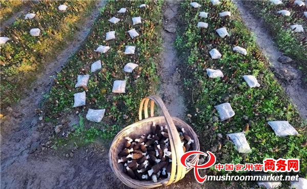 云南保山市：科技助力农户种植羊肚菌 踏上致富路