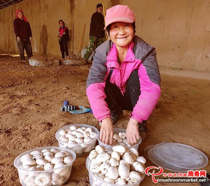 甘肃临夏市：阶梯式分茬种植双孢菇进入采摘期