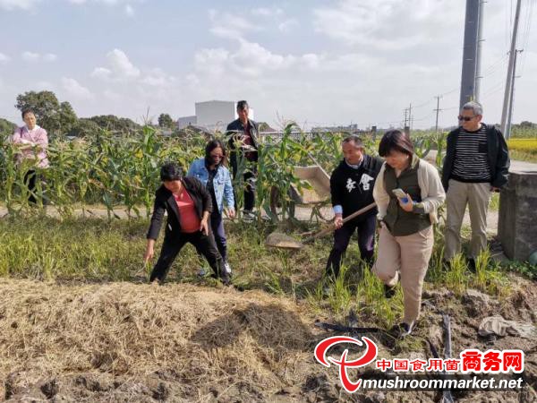 上海市浦东区食用菌科举办大球盖菇种植现场培训会