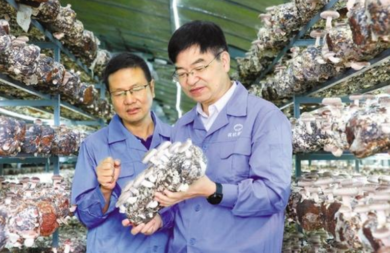 蔡為明：以興趣為師 將種菇變成“甜美的事業”