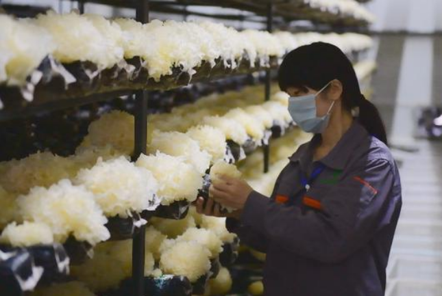 河北綠珍食用菌有限公司：扶貧扶長遠 讓小銀耳成為光明大產業