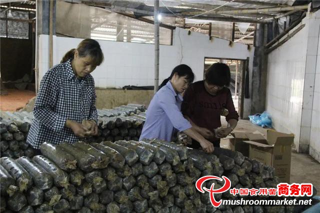 采收8萬棒平菇！福建省永泰縣這個食用菌示范基地發(fā)展有盼頭