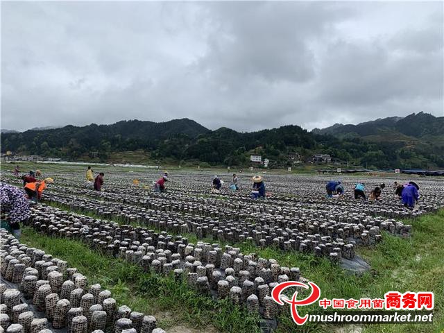 貴州黃平縣：食用菌產業初顯規模 多個項目落地建設