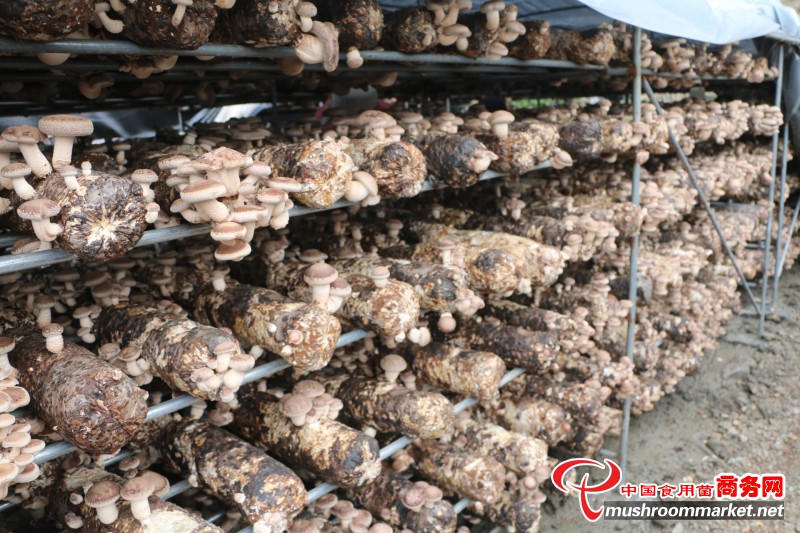 湖北竹山县：引进新品种、新技术 使栽培袋料香菇成为特色支柱产业