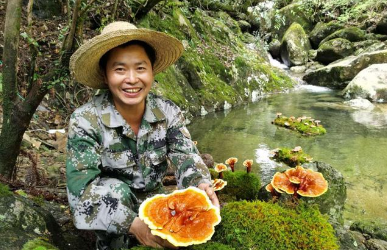 隐居深山几十载 只为那一株“仙草”——记“准野生灵芝”栽培创始人项永年