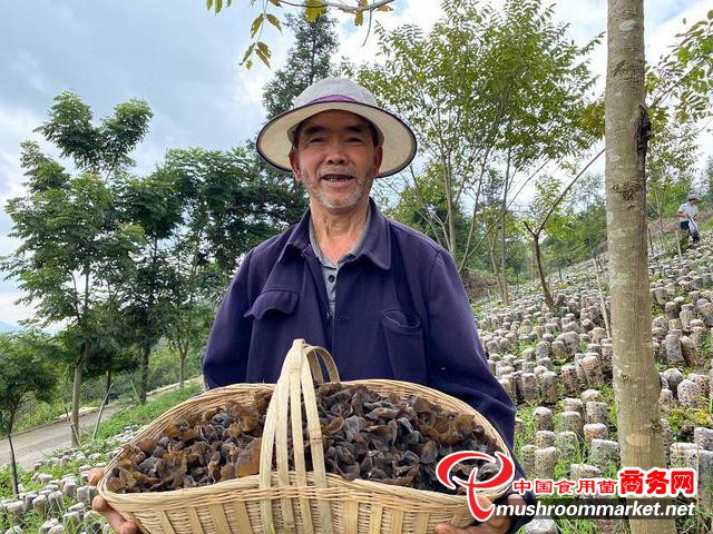 貴州興義市：精準靶向發展食用菌產業 促進新市民就業增收