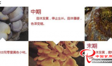 平菇补水后高发的黄菇病，怎么“破”？