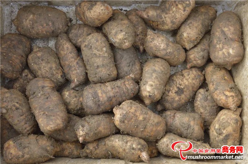 云南大关县：一窝天麻一窝金
