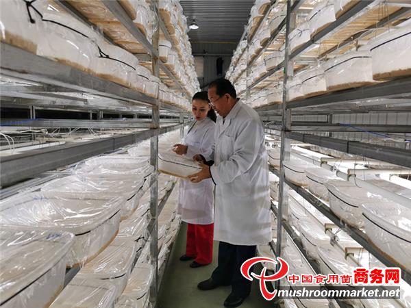 四川德阳市什邡昊阳农业公司达成工厂化生产特级蛹虫草的目标