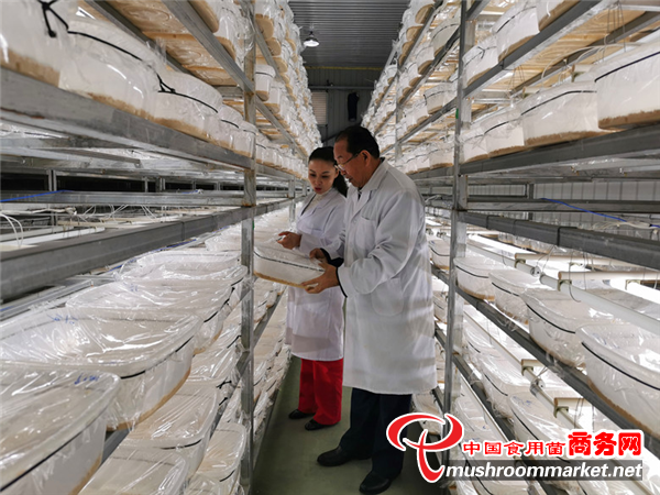 四川德陽(yáng)市什邡昊陽(yáng)農(nóng)業(yè)公司達(dá)成工廠化生產(chǎn)特級(jí)蛹蟲(chóng)草的目標(biāo)