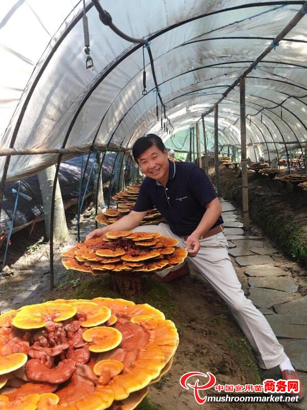 从油漆工到种菇能人——记南京康之春生物科技有限公司董事长许忠的奋斗历程