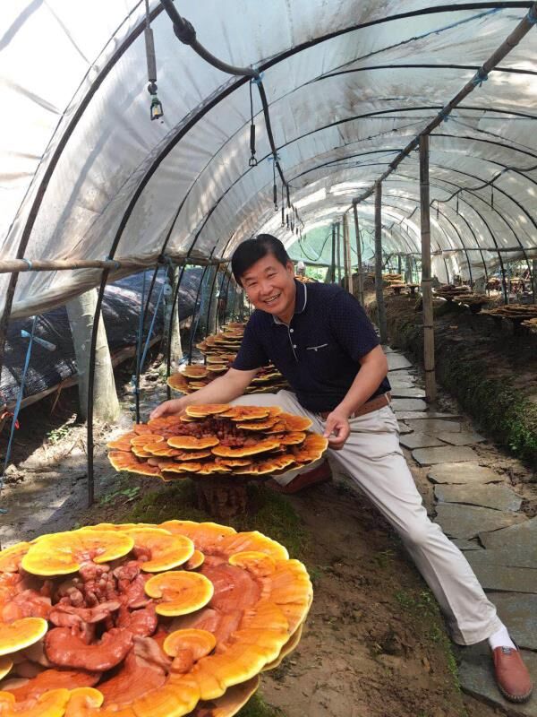 從油漆工到種菇能人——記南京康之春生物科技有限公司董事長許忠的奮斗歷程