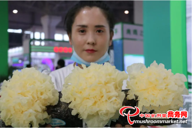 河北滄州福農(nóng)生物科技有限公司智能化、全自動(dòng)化生產(chǎn)銀耳 助農(nóng)脫貧