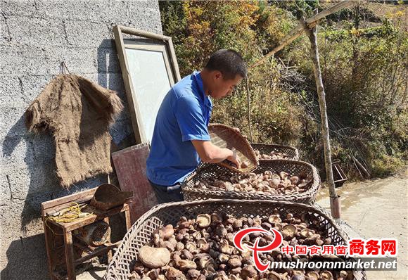 重庆巫溪县：椴木香菇带动村民增收