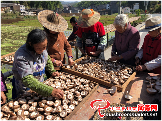 浙江庆元县：食用菌总产量67855吨 同比上升1.03%