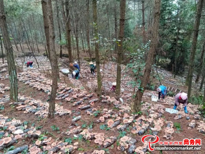 海南儋州市：种植林下食用菌达40万棒 助推农民增收