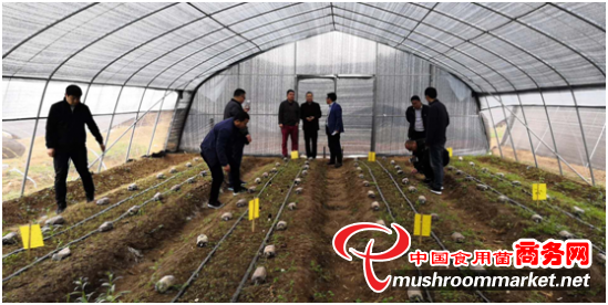 河南省鹤壁市气象技术人员深入羊肚菌基地 开展特色服务