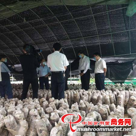 河南泌阳县：积极发展香菇产业园区 努力实现产业脱贫目标