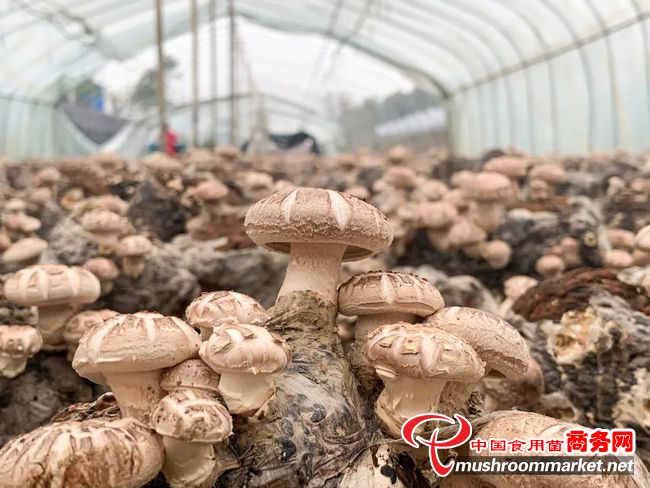 湖北安陆市：创新种植模式 打造香菇大产业