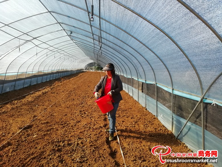 安徽太湖县羊肚菌种植基地启动菌种培育工作
