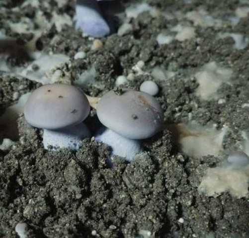 来看法国总长75英里的洞穴蘑菇农场 出产的“蓝脚蘑”尤受青睐