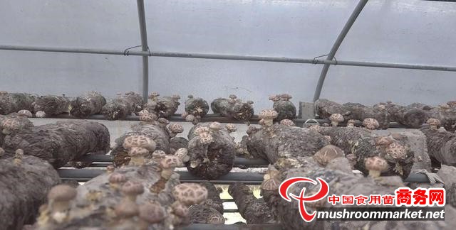 河南汝州市温泉镇群众大力发展“香菇种植”规模化特色农业
