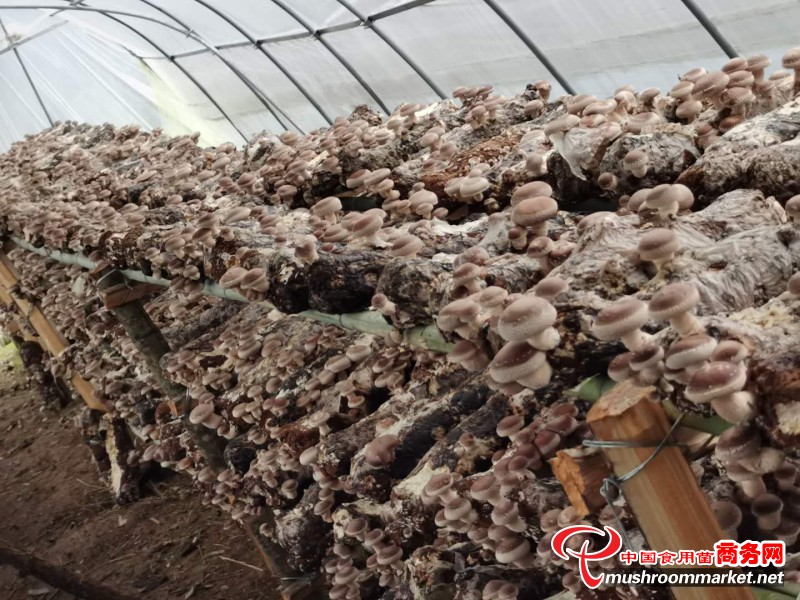 重庆城口县：香菇喜获丰收 助民增收