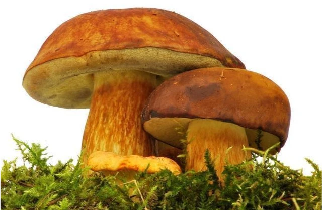 世界上最大的生物其實是“一株蘑菇”！美國這種蘑菇比藍鯨要大幾十倍！