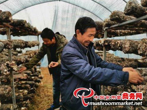 陕西铜川市：“香菇小镇”初具规模 产销两旺