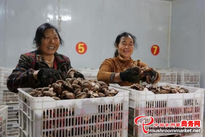 河南寶豐縣：打造食用菌標準化生產示范基地和農業旅游觀光園