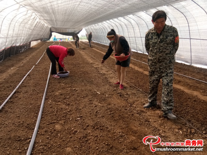 河南叶县：栽培羊肚菌、赤松茸 产量高、效益好