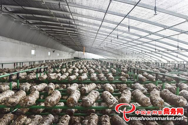 重庆合川区：规模化种植香菇 为村民带来稳定收入