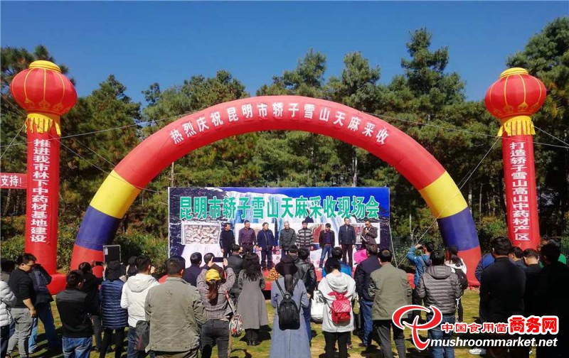 云南祿勸縣林下有機天麻示范種植取得成功 每平方米產量可達15.8公斤